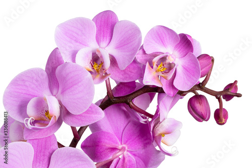 Dekoracja na wymiar  rozowy-kwiat-orchidei-phalaenopsis-na-bialym-tle