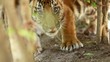 Baby tiger in the jungle, The portrait of a tiger, Bengal Tiger at zoo in Thailand. Performing Bengal Tiger is the biggest and extremely rare. The wildlife tourism industry. Slow motion clip.