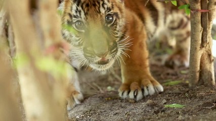 baby tiger in the jungle, the portrait of a tiger, bengal tiger at zoo in thailand. performing benga