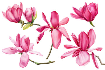 Wall Mural - set of pink magnolia on an isolated white background, watercolor flowers