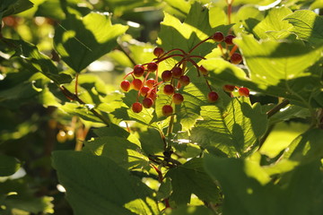 Sticker - High Bush Cranberry