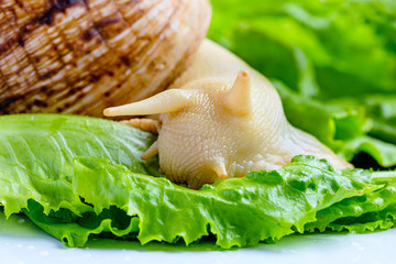 Wall Mural - A large brown snail - ahaatin ahatina - giant African snail, Achatina fulica, Lissachatina fulica eat green leaves at home. close-up.