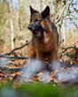 Deutscher Schäferhund bellend im Wald