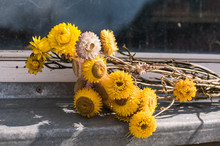 Yellow Dried Flowers On A Window ,yellow Dry Immortelle Close-up,still Life With Yellw Dry Flowers,bouquet Of Yellow Immortelle Dried Flowers