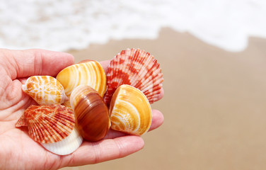 Wall Mural - beautiful sea shells in your hand