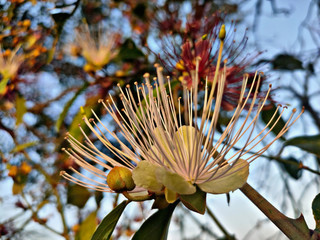 Beutiful flowers