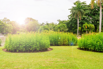 Wall Mural - The morning sun in the parks of Bangkok, Thailand, View of a flower garden with green trees as the backdrop in the morning., Garden flowers with green trees.