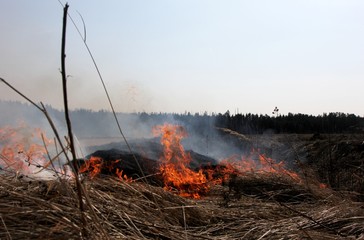 Burning field with old dry grass on fire at spring time in Latvia 