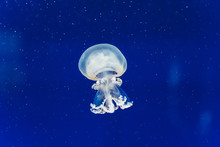 Funny Jelly White Jellyfish Travel Slowly Inside A Seawater Tank.