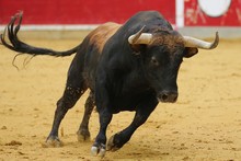 Bull In The Bullring In Spain