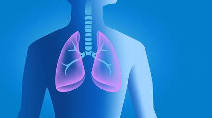 Human Lungs – male torso with respiratory organ