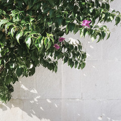 Wall Mural - Minimal greenery concept. Beautiful exotic green plant against white wall. Sunny day. Summer background.