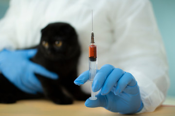 The veterinarian takes a blood test from the cat .