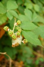 Closeup Shot Of New Green Brambles On A Blurred Background