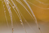 Fototapeta Dmuchawce - Abstract macro water drops on a silky seed pod with vivid background