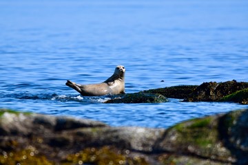 Canvas Print - sea lion on a rock island in ocean