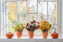 Chrysanthemums  And Pumpkins On Old White  Windowsill