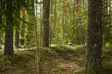 Fototapeta 
forest landscape in early spring