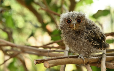 barred owlet on tree in nature