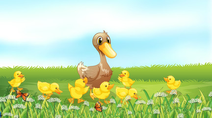 Wall Mural - Nature scene background with ducklings in the field