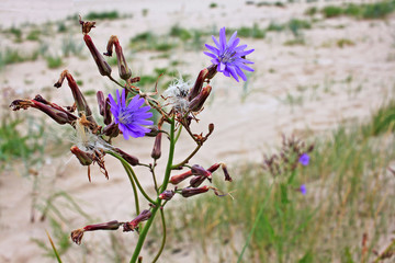 Cichorium