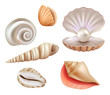 Open seashells. Luxury pearls and marine objects from sea or ocean vector realistic set. Mollusk and shell, seashell with jewelry, precious illustration