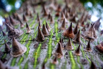 Wall Mural - Tree bark closeup