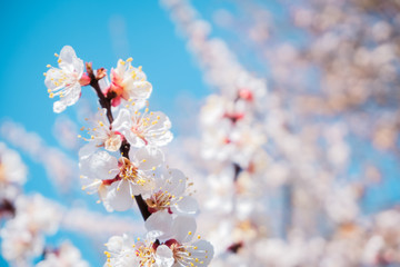 Cherry blossom, spring time, fresh flower blossom background. Blue clear sky.