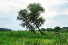 Two Leaning Trees Grow In A Green Clearing In The Summer