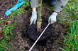 © Westend61 - Man planting a tree