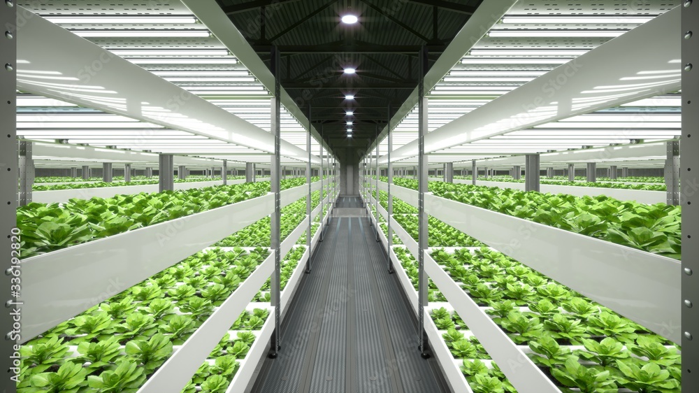 Ilustrao do Stock Indoor hydroponic vegetable plant factory in exhibition  space warehouse. Interior of the farm hydroponics. Vegetables farm in  hydroponics. Lettuce farm growing in greenhouse. Concrete floor. 3D render  | Adobe