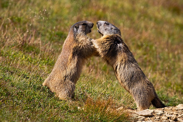 Wall Mural - Alpine marmot, marmota marmota, fighting over territory near den entrance high up in the Tatra mountains, Slovakia with copy space. Wild mammals in wilderness.