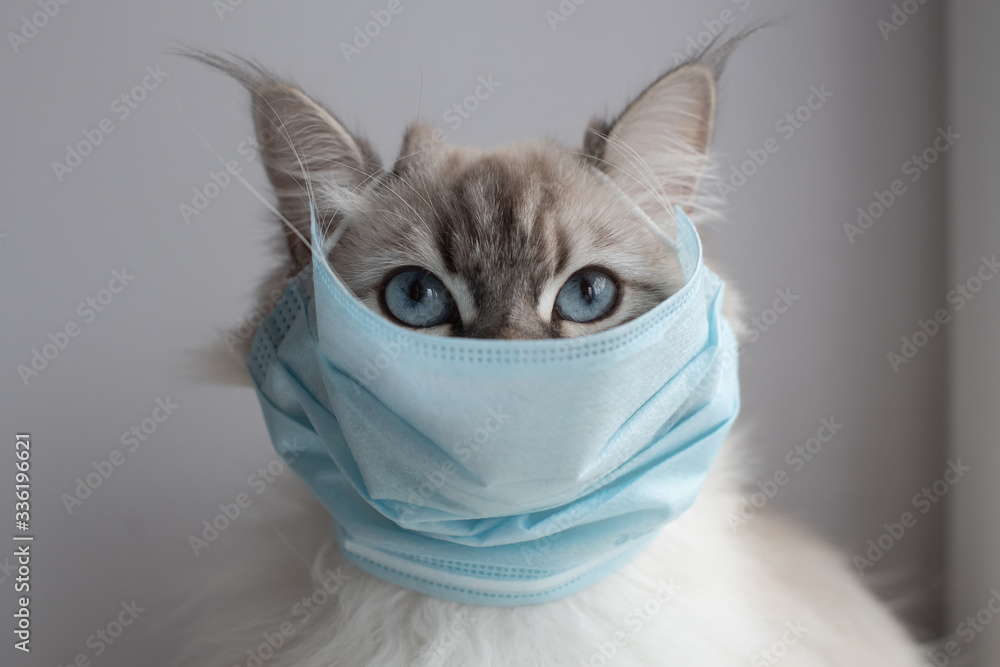 Medical mask on cat for protection of Coronavirus Covid19 virus selective focus on eyes - obrazy, fototapety, plakaty 
