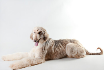 Wall Mural - Afghan Hound puppy in studio on a white background