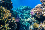 Fototapeta Do akwarium - Coral Reef And Tropical Fish  In The Ocean, Red Sea. Blue Turquoise Water, Different Types Of Hard Corals (Branching, Massive, Fire), Living Corals, Underwater Diversity.