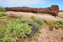 Petrified Forest National Park  In  Arizona Named For Its Large Deposits Of Petrified Wood