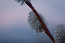 Close-up Of Catkin Willow Blossoms Covered By Dew Drops By Seaside On Sunset