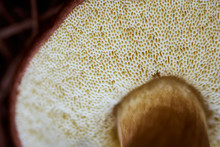 Boletus Mushroom Underside