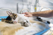 © Luis Velasco/Stocksy - Cat On A Incubator.