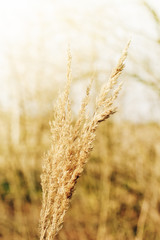 Long summer dry grass. Stalks of dry grass in a field at sunset, back lit grass in a field makes nice background