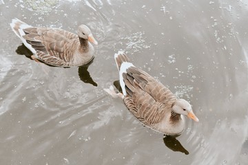 Two little cutes ducks in a lake