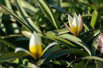 A couple of small yellow spring flower on green fresh grass bed. Natural blossom close up background texture