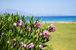 Piękne kwiaty nad brzegiem morza śródziemnego w Grecji na wyspie Zakynthos