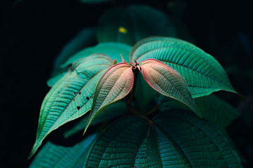 Colorful exotic plant against dark background