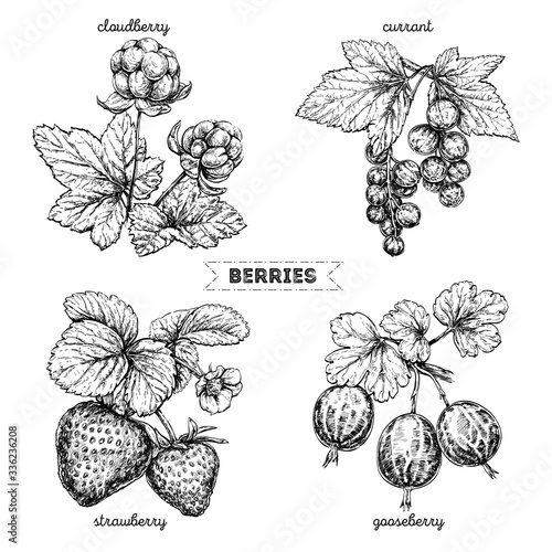 Fotomural Set of hand drawn berries isolated on white background