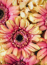 Pattern Of Wet Orange And Pink Gerbera Flowers