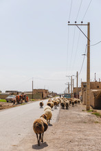 Flock Of Sheep Passing By The Village