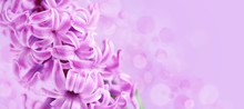 Pink Hyacinth With Drops Of Water (with Space For Your Text) On Pink Background