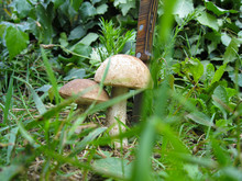 Two Large Brown White Mushrooms Near Knife In Green Grass In Forest In Sunny Spring Or Summer Day, Edible Mushroom Birch Boletus. Found Mushrooms In Grass During Mushrooming