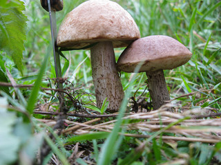 Two large brown white mushrooms near knife in green grass in forest in sunny spring or summer day, edible mushroom birch boletus. Found mushrooms in grass during mushrooming